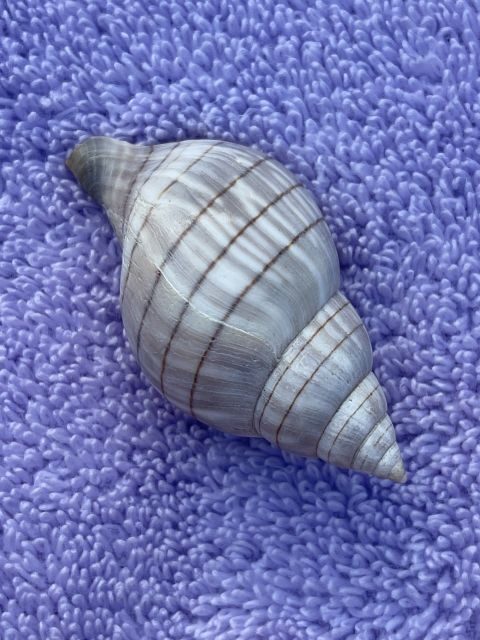 Marco Island: Dolphin, Shelling, Beach & Ten Thousand Island - Key Points