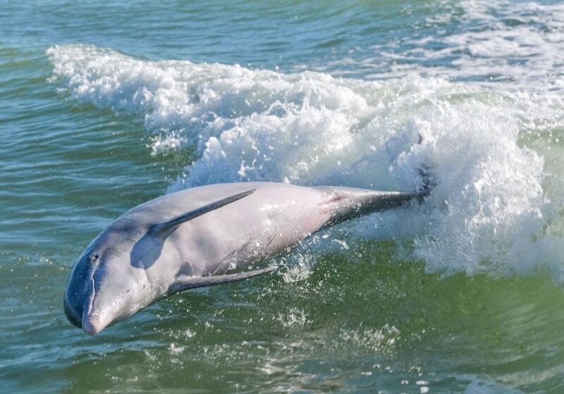 Marco Island: Dolphin, Shelling, Beach & Ten Thousand Island - A Deep Dive into the Experience