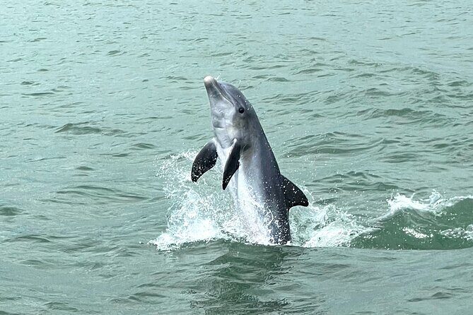 Marco Island Dolphin Watching & Tubing Adventure - Authentic Experiences and Reviewer Insights