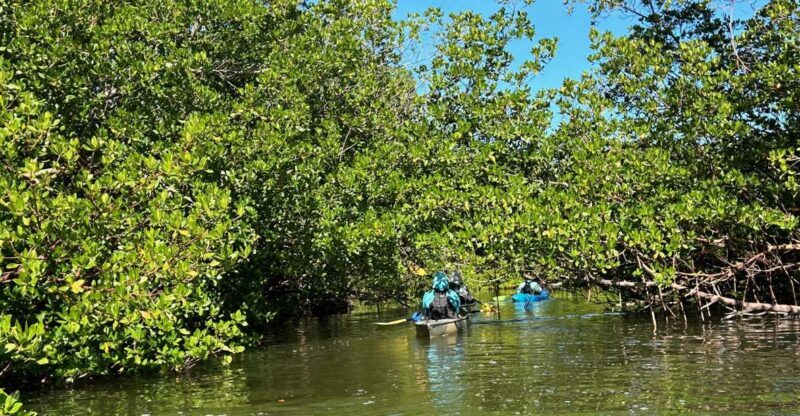 Marco Island: Mangrove Maze Kayak Tour (2hrs) - An In-Depth Look at the Tour