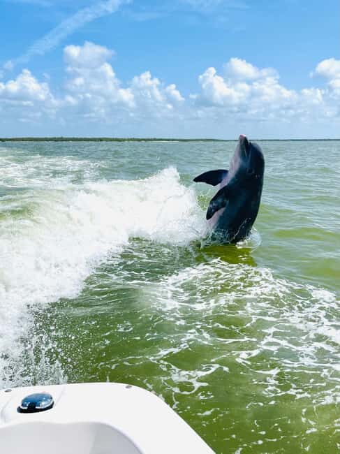 Marco Island: Private Shelling & Dolphin Excursion - The Sum Up: Who Will Love This Tour?