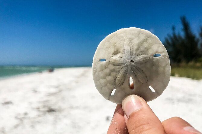 Marco Island Private Tubing, Dolphin Watching and Shelling Tour - FAQ