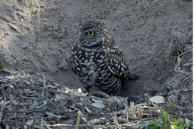Marco Island Safari Truck Tour - FAQ