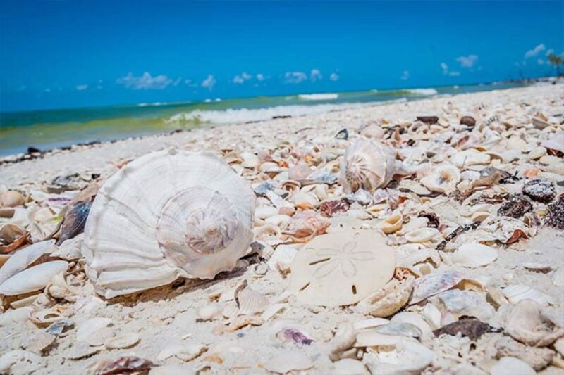 Marco Island: Shelling and Sightseeing Boat Cruise - The Sum Up