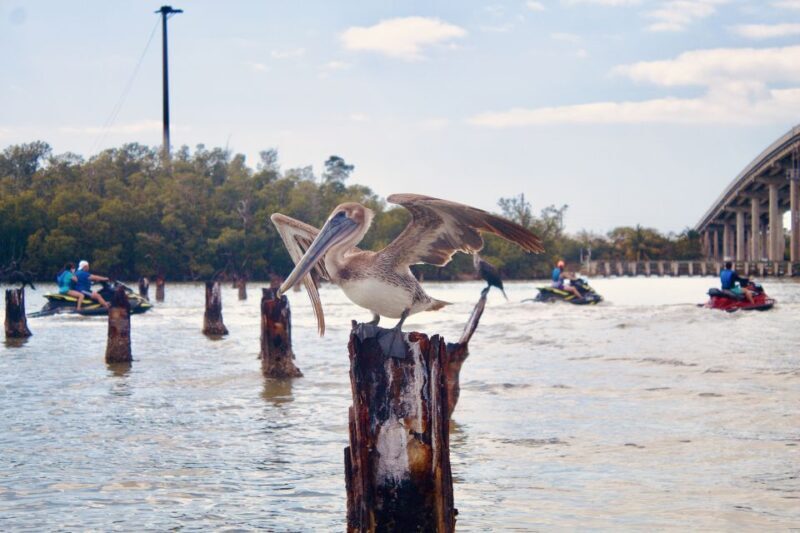 Marco Island: Ten Thousand Island Jet Ski Guided Tour - The Sum Up