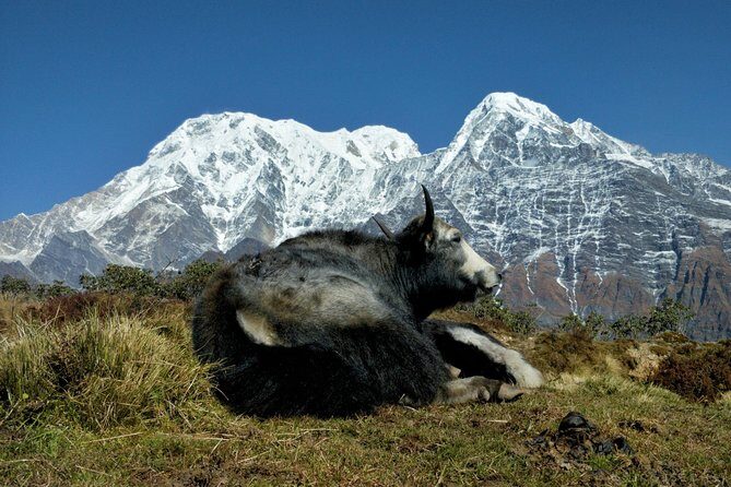 Mardi Himal and Khopra Ridge Private Guided Trek - In-Depth Review of the Mardi Himal and Khopra Ridge Trek