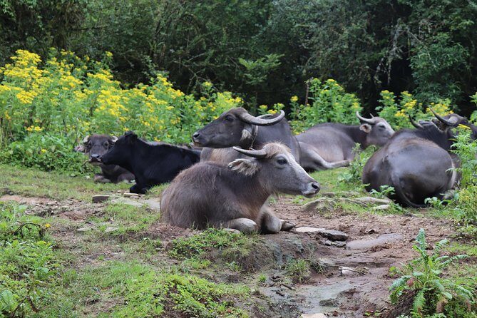 Mardi Himal Base Camp Trek (5 Days) - The Perfect Fit? Who Should Consider This Trek?