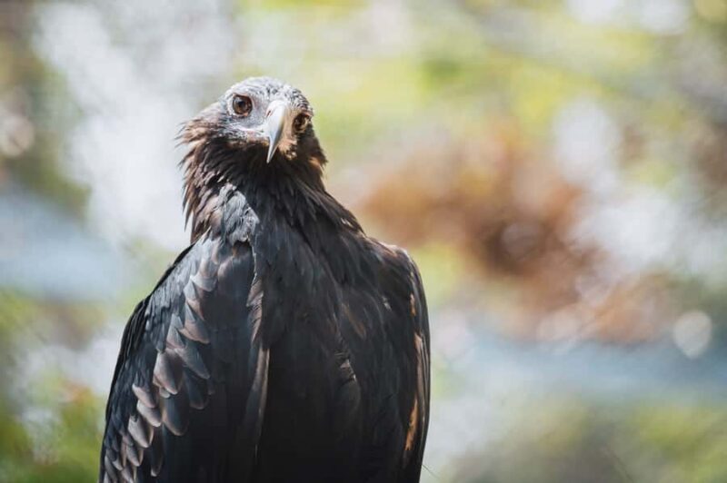 Margaret River: Birds of Prey Encounter and Forest Walk - The Self-Guided Forest Walk