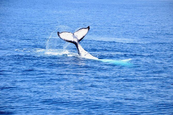 Margaret River Coastal and Wildlife Eco Trip from Busselton or Dunsborough - Frequently Asked Questions