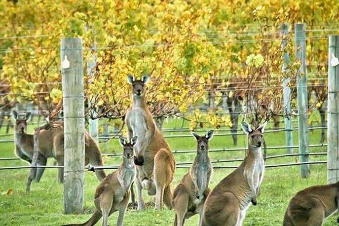 Margaret River Indulge and Discover Day Tour - Key Points