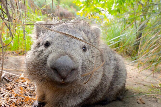 Maria Island Ferry - Hobart Bus Connection (Return Service) - Key Points