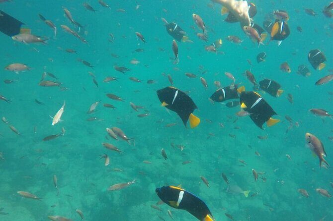 Marietas Islands PRIVATE for 2 px hidden beach 100% GUARANTEED - The Marietas Islands: Why They Matter