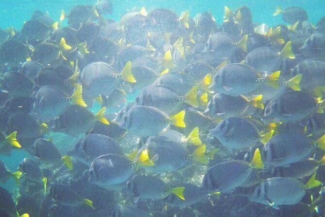 Marietas Islands PRIVATE for 2 px hidden beach 100% GUARANTEED - Exploring Playa Nopalera and Caves