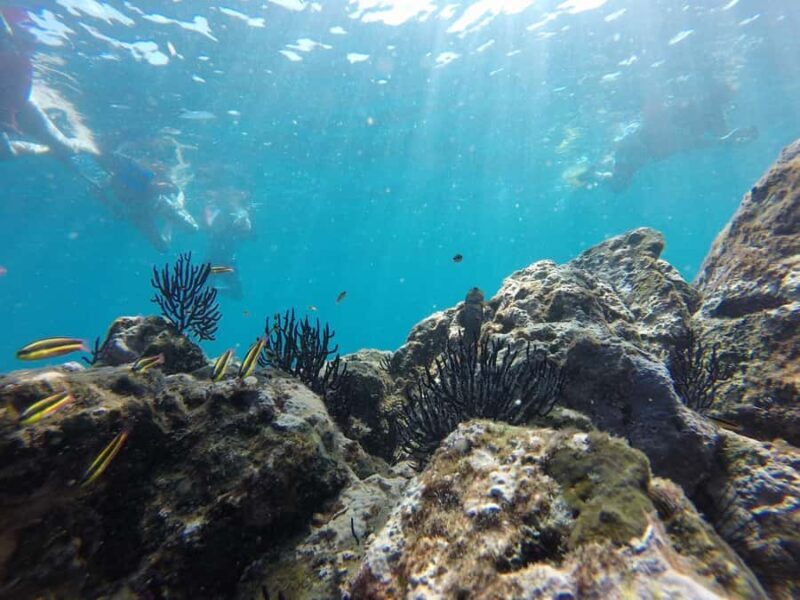 Marietas Islands Safari - The Experience: Guides, Safety, and Comfort