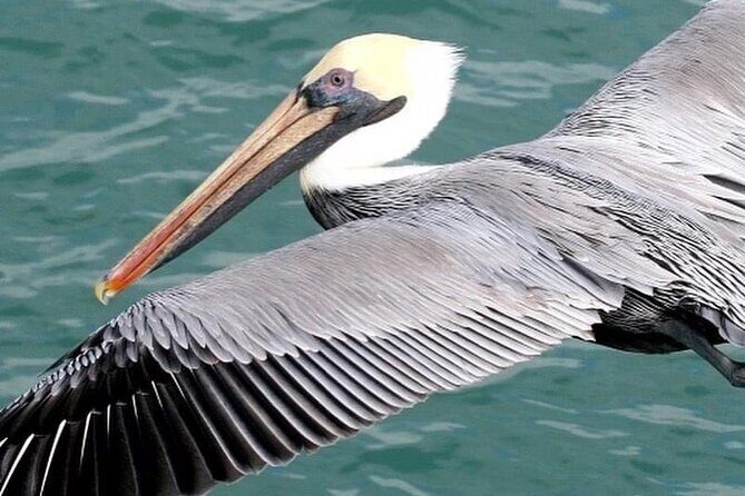 Marietas Islands Tour: enter the hidden beach 100% GUARANTEED - Final Words