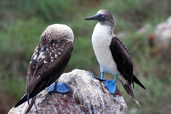 Marietas Islands with Guaranteed Entry to Playa Escondida - FAQs