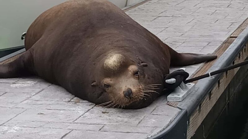 Marina del Rey: Boat Cruise with Wine, Charcuterie and Music - The Atmosphere and Guest Experience