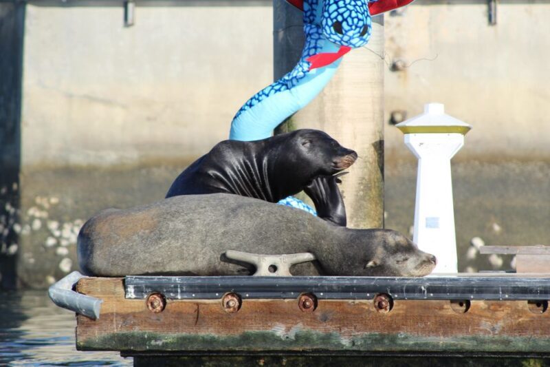 Marina Del Rey: Kayak and Paddleboard Tour with Sea Lions - Exploring the Itinerary in Detail
