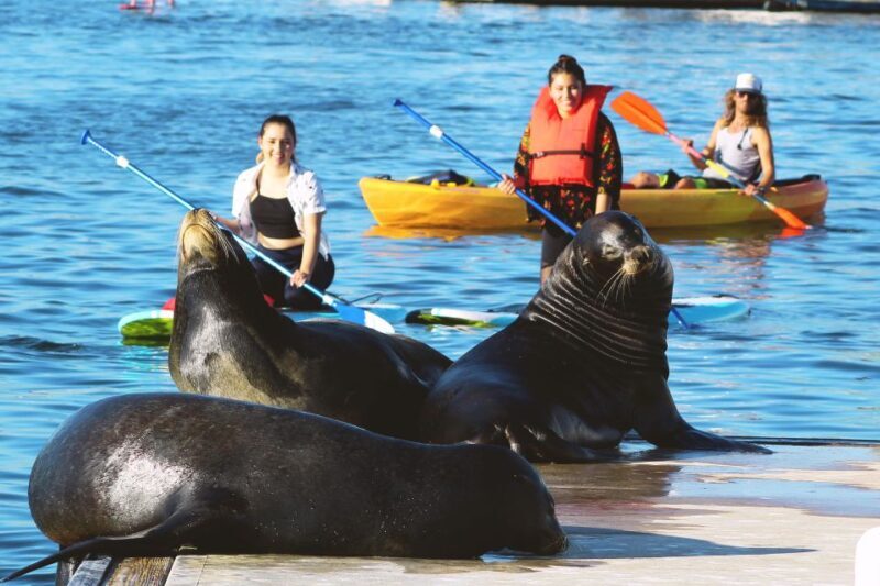 Marina Del Rey: Kayak and Paddleboard Tour with Sea Lions - Practical Details: What You Need to Know