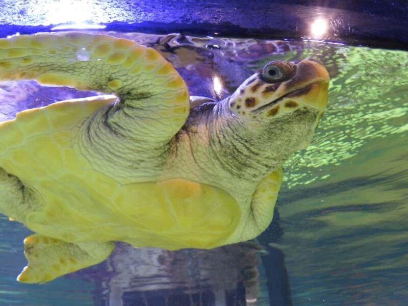 Marine Discovery Centre - Final Thoughts