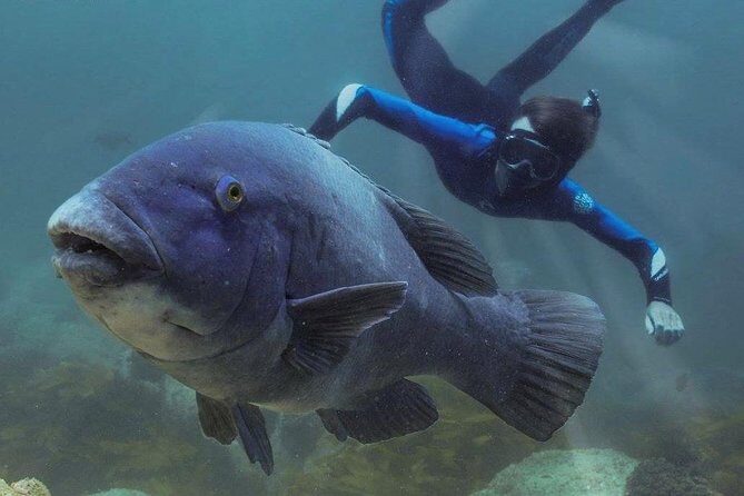 Marine Discovery + Snorkeling Cruise - Port Stephens - The All-Important Reviews and Feedback