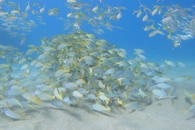 Marine Ecology Snorkel from Electric Beach Oahu with Photos - A Deep Dive into the Experience