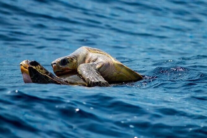 Marine Ecology Tour in La Paz Mexico - Key Points