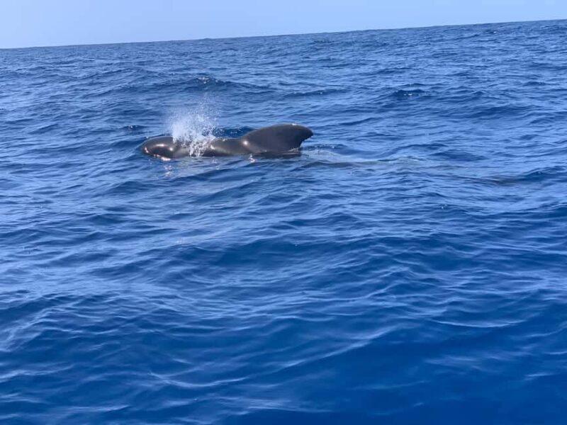 Marine EcoSafari: Whale Watching in a Luxury Zodiac with Hydrophone - An In-Depth Look at the Marine EcoSafari Experience