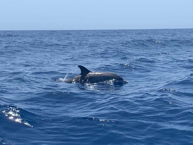 Marine EcoSafari: Whale Watching in a Luxury Zodiac with Hydrophone - Authentic Insights from Reviews