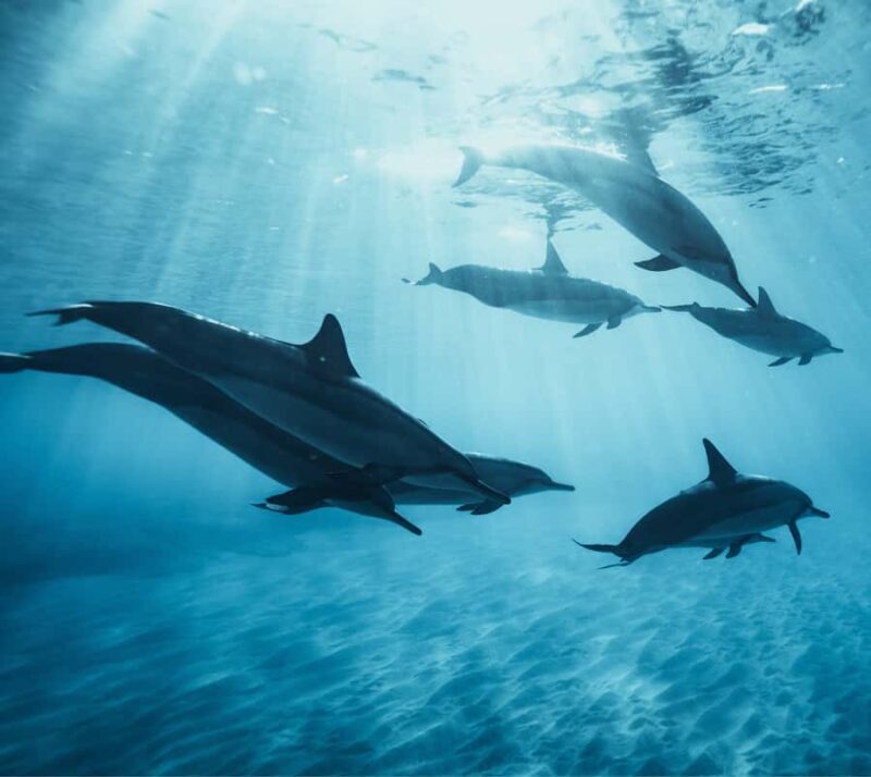 Marine mammal watching: dolphins and whales in Huatulco - Key Points