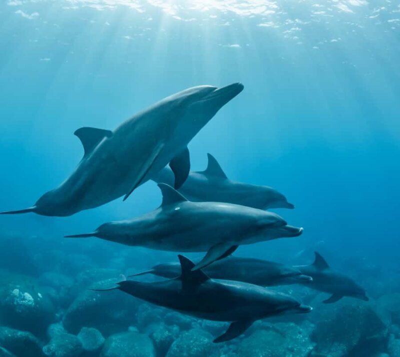 Marine mammal watching: dolphins and whales in Huatulco - The Value of a Short but Focused Tour