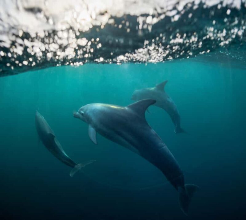 Marine mammal watching: dolphins and whales in Huatulco - Final Word