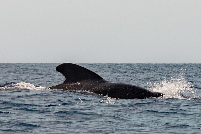 Marine Safari in La Ventana - Pricing and Value