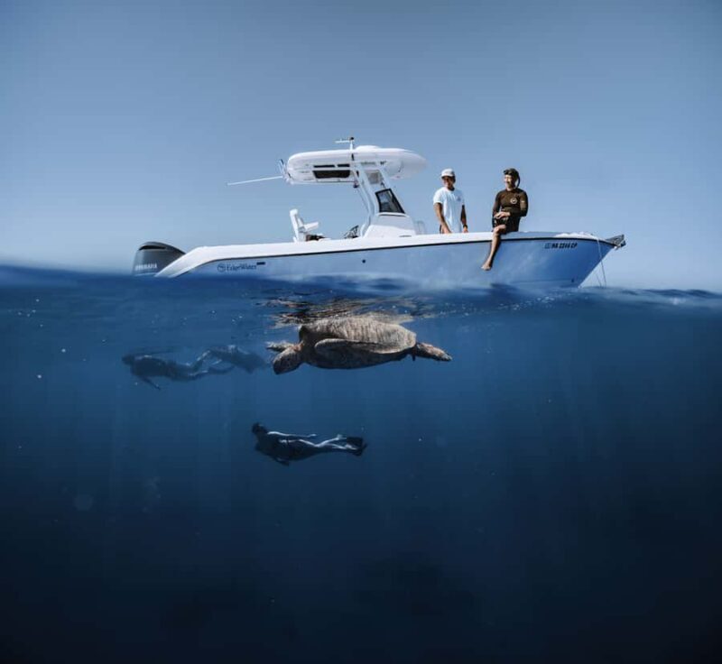 Marine Wildlife Snorkel Tour: SeaTiger Shipwreck & Sharks - Key Points