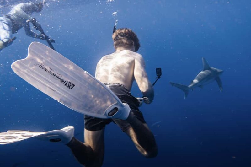 Marine Wildlife Snorkel Tour: SeaTiger Shipwreck & Sharks - A Closer Look at the Experience