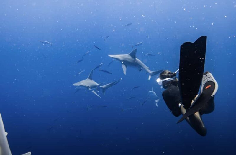 Marine Wildlife Snorkel Tour: SeaTiger Shipwreck & Sharks - What Makes This Tour Special?