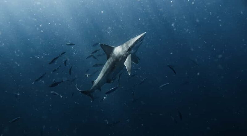 Marine Wildlife Snorkel Tour: SeaTiger Shipwreck & Sharks - The Value of the Experience