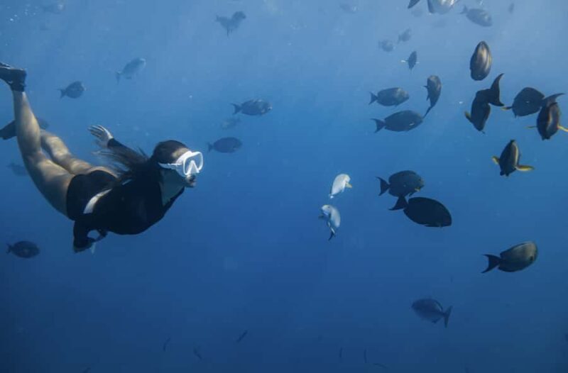 Marine Wildlife Snorkel Tour: SeaTiger Shipwreck & Sharks - In The Sum Up