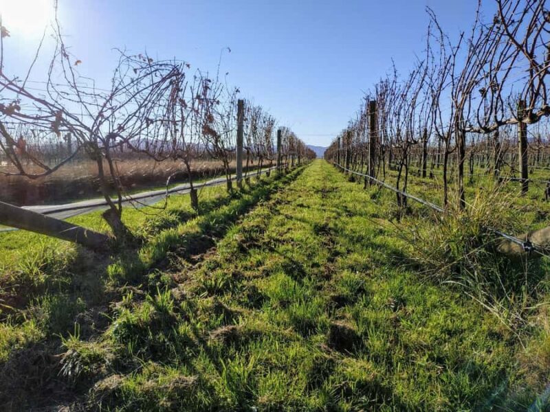 Marlborough: Blenheim Wine Tour; Afternoon of Wine only - Frequently Asked Questions