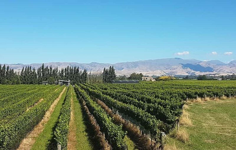 Marlborough: Full-Day Private Driving Wine Tour - An in-depth look at the Marlborough Private Wine Tour
