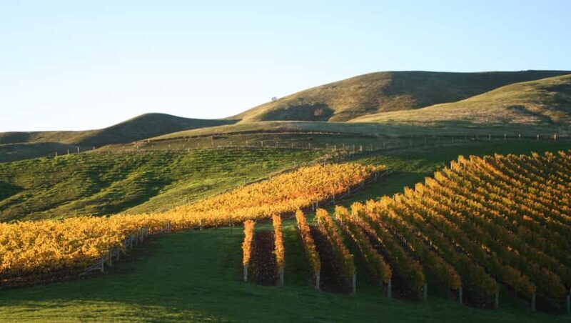 Marlborough: Full-Day Wine and Seafood Tour with Cruise - Authentic Experiences and Authentic Reviews
