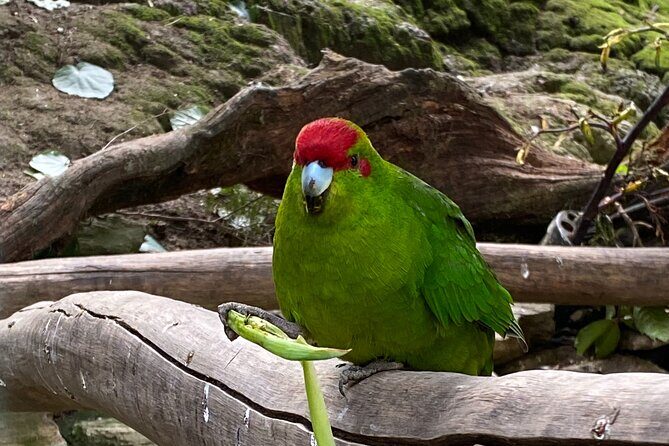 Marlborough Sounds Day Visit to Lochmara - Easy Access from Picton