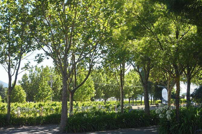 Marlborough Wine Region Tour from the Port of Picton - An Authentic Taste of Marlborough’s Wine Country