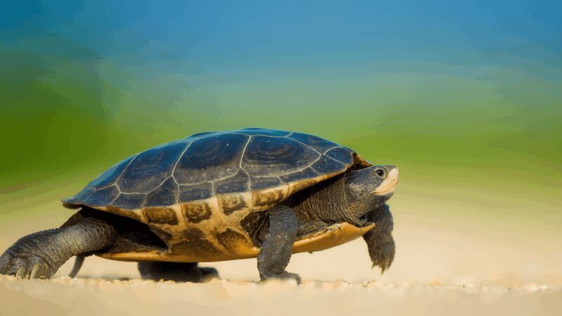 Marmaris: Dalyan, Turtle Beach, and Kizilkum Bay Boat Tour - Frequently Asked Questions