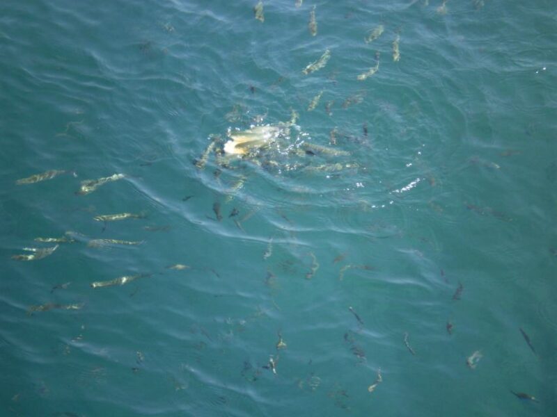 Marmaris Full-Day Boat Trip with Unlimited Soft Drinks+Lunch - Final Thoughts