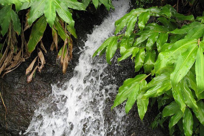 Maroços Mimosa Valley Levada Walk from Funchal - The Sum Up