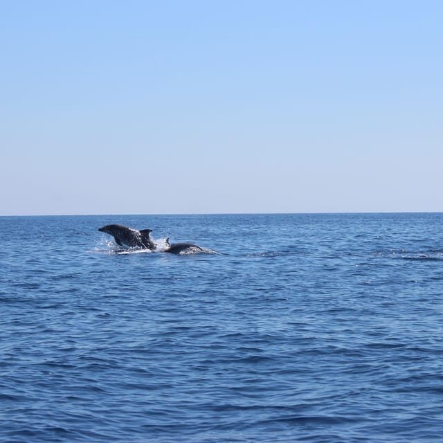 Marsaskala: Dolphin Watching Boat Tour - Key Points