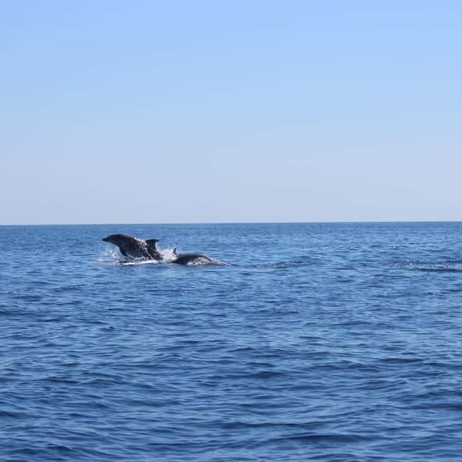 Marsaskala: Dolphin Watching Boat Tour - The Experience in Detail