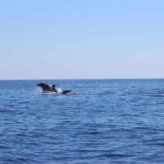Marsaskala: Dolphin Watching Boat Tour - The Sum Up