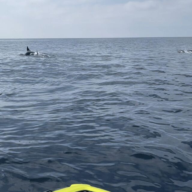 Marsaskala: Dolphin Watching Boat Tour - FAQ